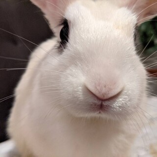 里親が決定しました