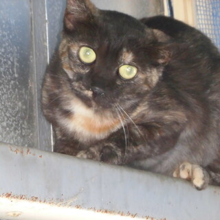 多頭飼育の保護猫の里親募集中