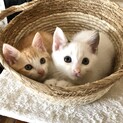 ノミだらけだったボクたちのページを見てね❗️
