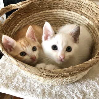 ノミだらけだったボクたちのページを見てね❗️