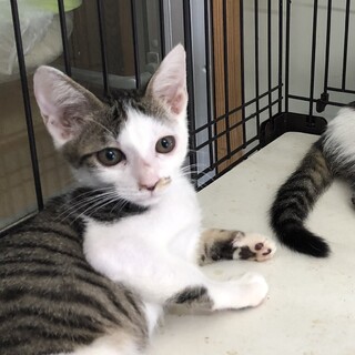 母親がいない子猫達の里親さん募集！！