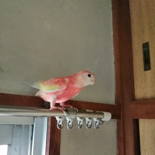 アキクサインコ
