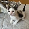 蝶々みたいな可愛いお耳の私、マロちゃんです♫