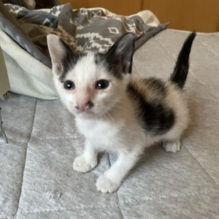 蝶々みたいな可愛いお耳の私、マロちゃんです♫