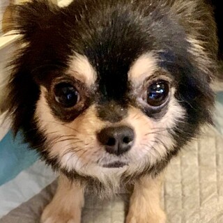 阿仁（あに）しっぽフリフリ❤元気っ子