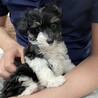 ピノ