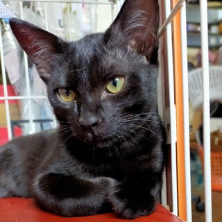 黒猫のフェル君