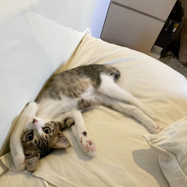 AmiAmのカバー写真