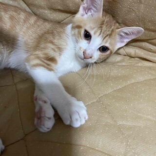 保護です