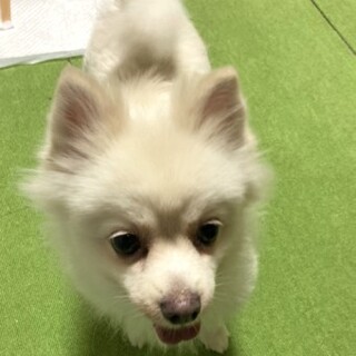 ポメラニアンのルピちゃん