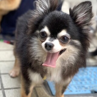 チワワのひかりくん