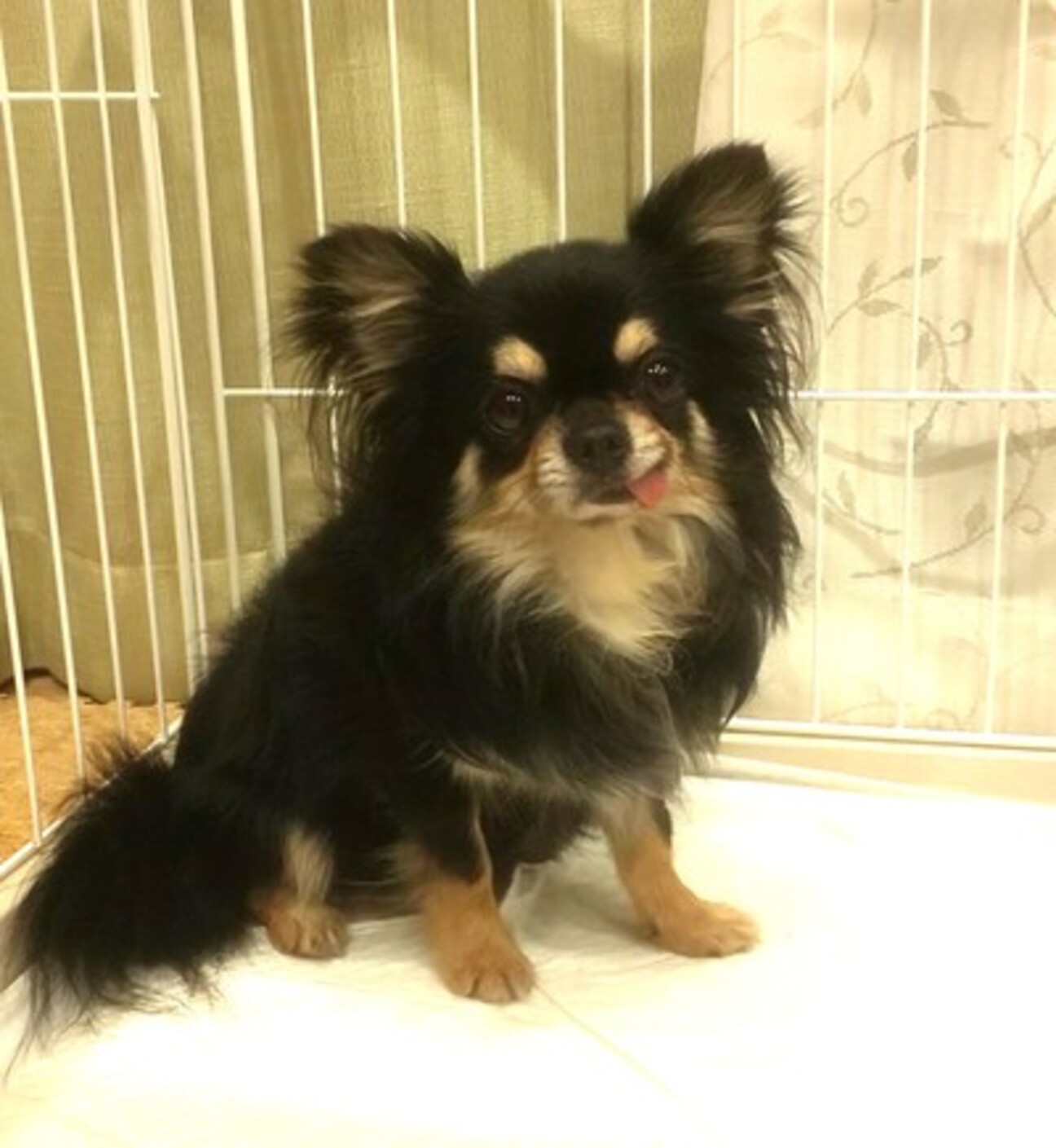 チワワ エース君３才 静岡県 犬の里親募集 ペットのおうち 月間利用者150万人