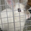 可愛い真っ白なネザーランドドワーフ