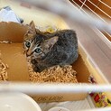 急募です。綺麗なお顔のキジトラ猫ちゃん