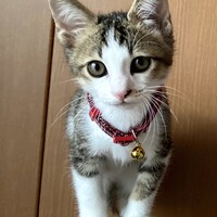 ちびた
