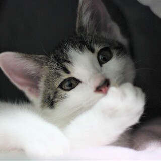青参道の子猫たち③眠れるお膝の上の美少女道ちゃん