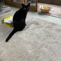 成猫の里親さん募集