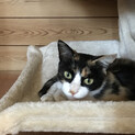 お茶目な三毛猫