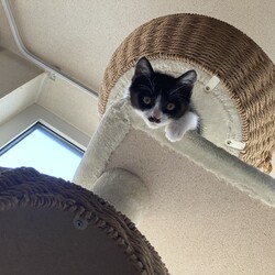 ハチワレちゃん元気です