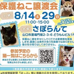 さぽらんて保護猫譲渡会