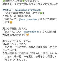 さぽらんて保護猫譲渡会 サムネイル2