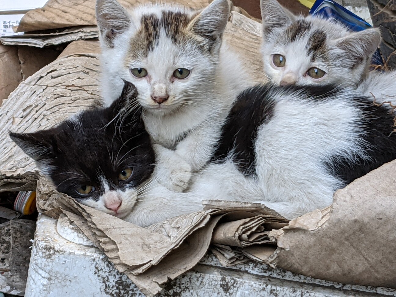 天敵のノラ猫にエサを 朝日新聞デジタル本日6時まで無料購読 ねりまねこ 地域猫