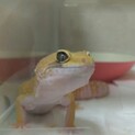 レオパードゲッコー
