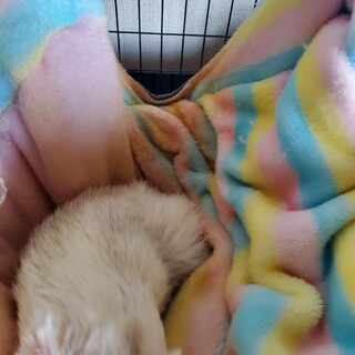 フェレット2歳　お迎えいただけないでしょうか