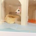 オス2歳　メス1歳　フクロモモンガ