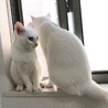しいしい