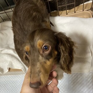 Mダックス(チョコダップル)女の子