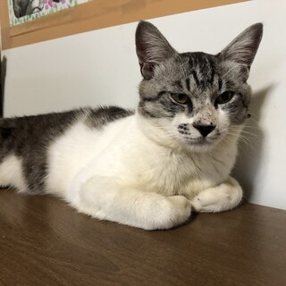 ありがとうございました★甘えん坊グレーくん