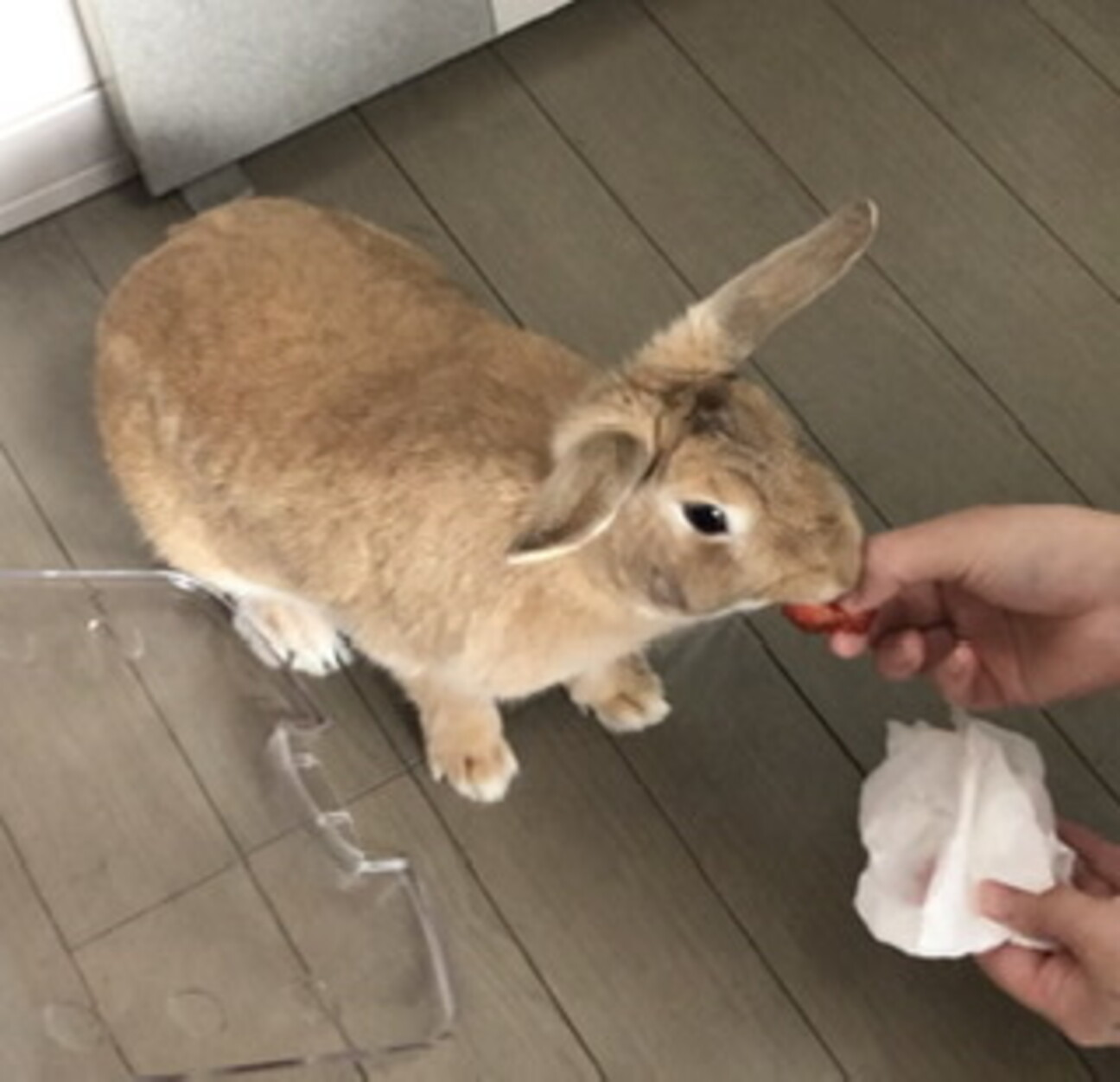 ミニウサギとロップイヤー」福岡県 - 小動物の里親募集(376499