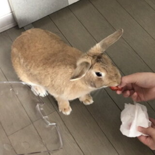 ミニウサギとロップイヤーのMix