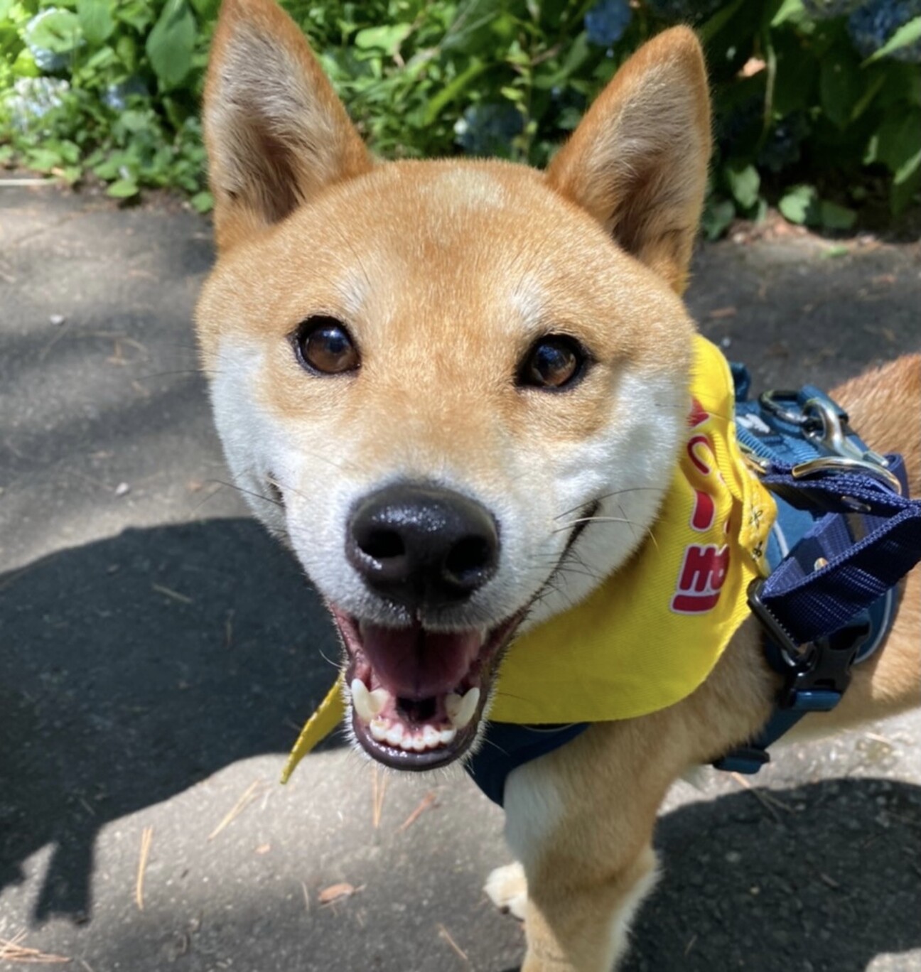 人が大好き 笑顔いっぱい 愛知県 犬の里親募集 3724 ペットのおうち 月間利用者150万人