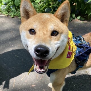 人が大好き！笑顔いっぱい柴犬こうすけくん