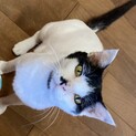 甘え上手な保護猫の里親を募集致します！