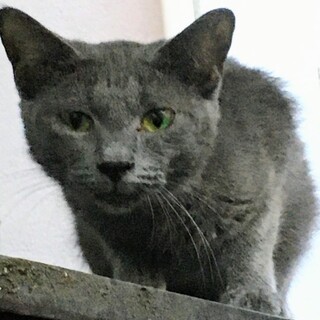 外にいるロシアンブルーMix、クロエちゃん