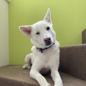 性格◎初めて飼育の方にもオススメ『ブラン』