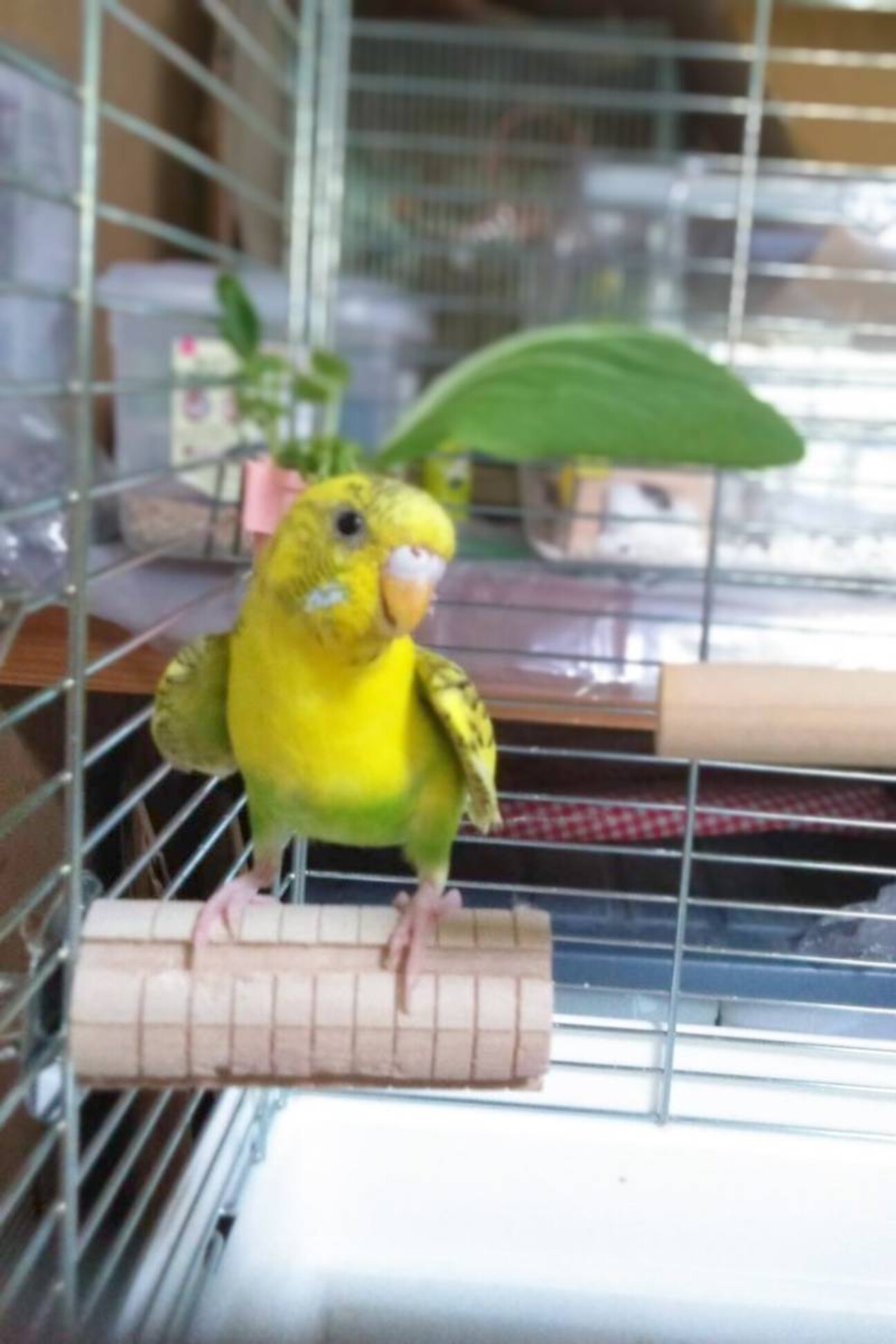 セキセイインコの陽緑 ひ 奈良県 鳥の里親募集 ペットのおうち 月間利用者150万人