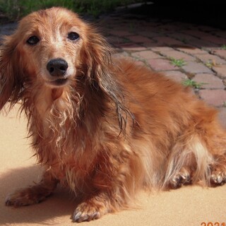 祖母の家から保護してきましたが・・・・