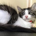 白黒もふもふ長毛子猫のみっつくん