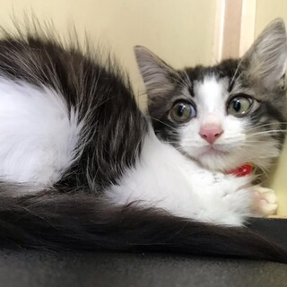 白黒もふもふ長毛子猫のみっつくん