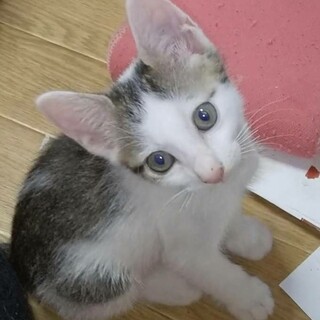 人も猫も大好き、優しいラテ君