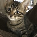 チッチ、里親さま決定しました。