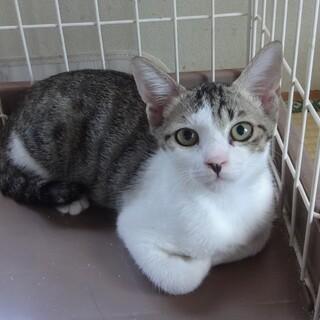 側溝の中で５日間、鳴き続けた子猫