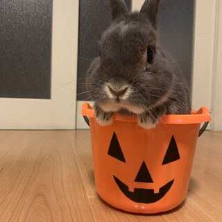 緊急　里親様募集　