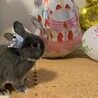 緊急　里親様募集　 サムネイル2