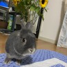 緊急　里親様募集　 サムネイル3