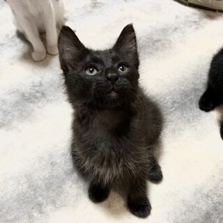 【しっぽがふわふわ中毛】甘えん坊のさくらちゃん